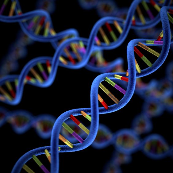 Un bébé peut-il avoir deux ensembles d’ADN ? Chimérisme, expliqué插图