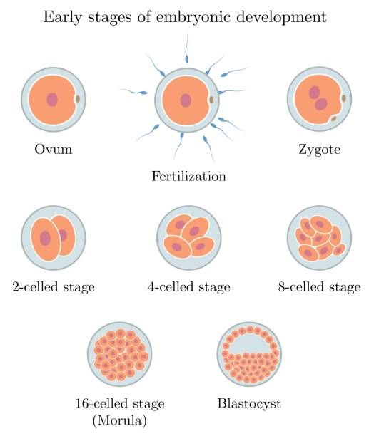 Qu’est-ce qu’un ovule infecté ?插图1